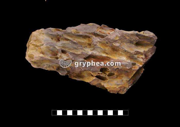 Roche argileuse avec cavités (Dragon stone) - gryphea.org